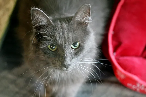 Znaleziono kota, Wałbrzych, 16 czerwca 2025 (2/2)