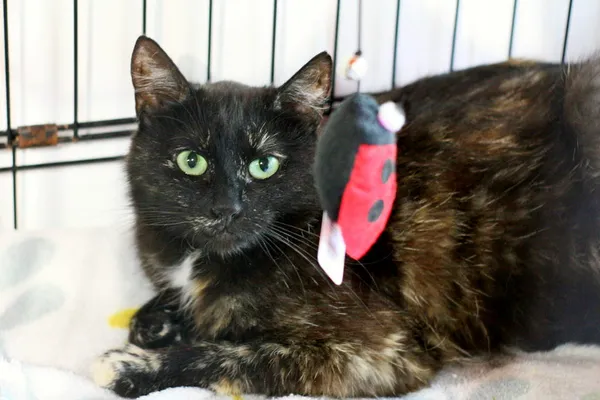 Znaleziono kota, Wałbrzych, 11 czerwca 2025