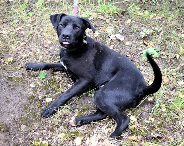 Znaleziono psa, Pieckowo, 17 czerwca 2025 (2/5)