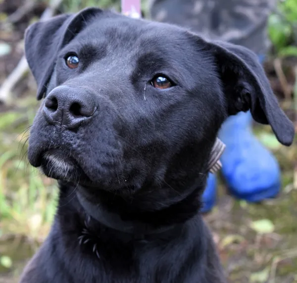 Znaleziono psa, Pieckowo, 17 czerwca 2025 (3/5)