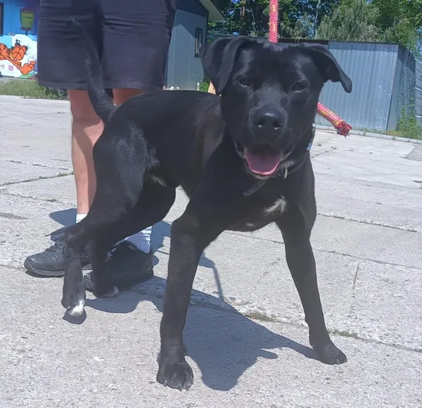 Znaleziono psa, Pieckowo, 17 czerwca 2025 (5/5)