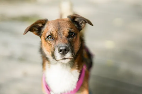 Znaleziono psa, Sosnowiec, 14 czerwca 2025 (5/5)