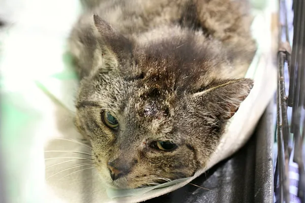 Znaleziono kota, Wałbrzych, 15 czerwca 2025