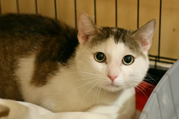 Znaleziono kota, Wałbrzych, 14 czerwca 2025 (1/2)