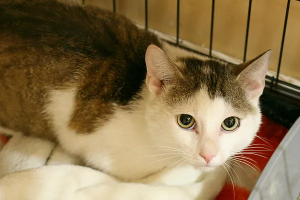 Znaleziono kota, Wałbrzych, 14 czerwca 2025 (2/2)