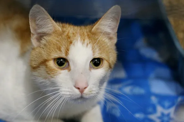 Znaleziono kota, Wałbrzych, 14 czerwca 2025