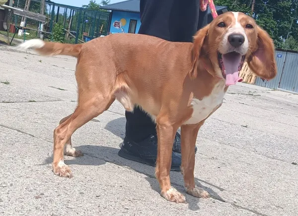 Znaleziono psa, Pieckowo, 17 czerwca 2025 (1/3)