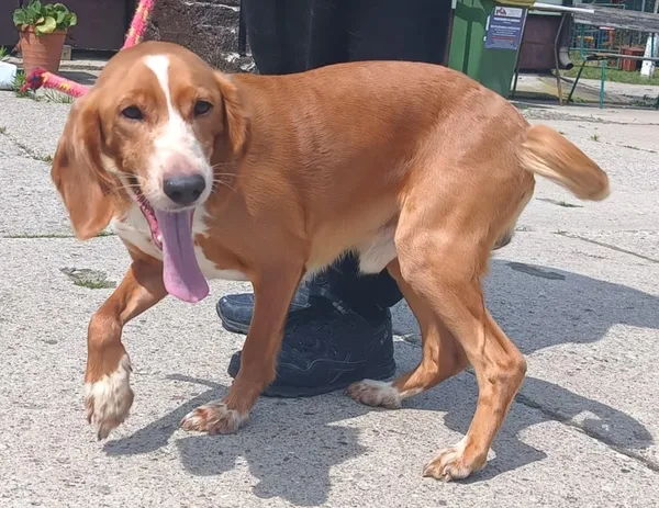 Znaleziono psa, Pieckowo, 17 czerwca 2025 (2/3)