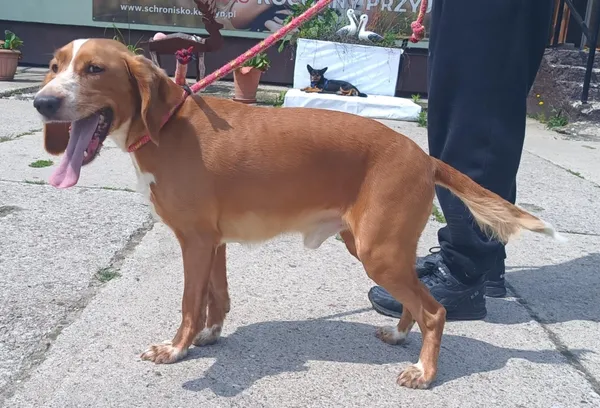 Znaleziono psa, Pieckowo, 17 czerwca 2025 (3/3)