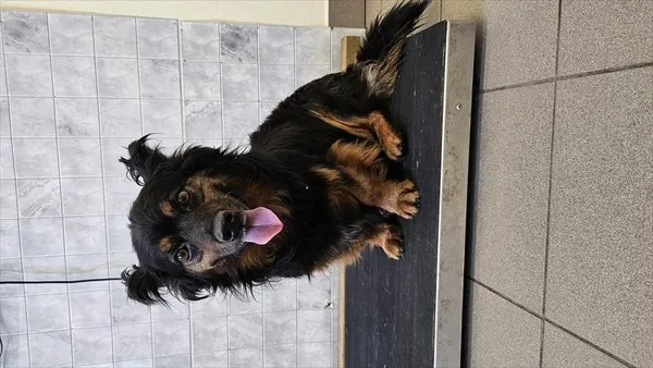 Pies do adopcji, Choszczno, 12 czerwca 2025