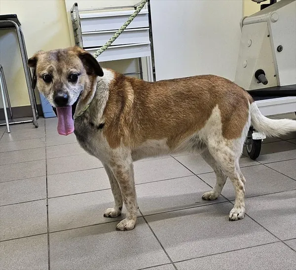 Pies do adopcji, Choszczno, 15 maja 2025