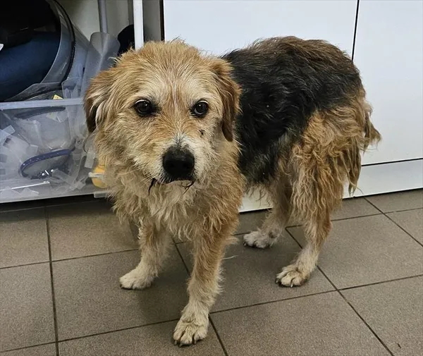 Pies do adopcji, Choszczno, 14 maja 2025