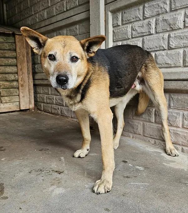 Pies do adopcji, Choszczno, 14 maja 2025