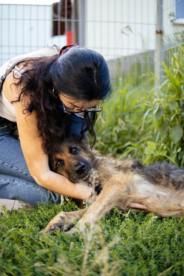 Znaleziono psa, Sosnowiec, 18 czerwca 2025 (1/5)