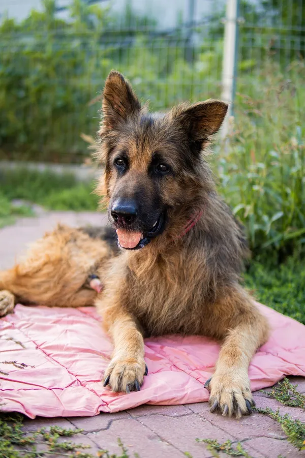 Znaleziono psa, Sosnowiec, 18 czerwca 2025 (2/5)