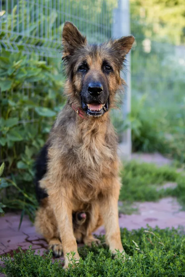 Znaleziono psa, Sosnowiec, 18 czerwca 2025 (4/5)