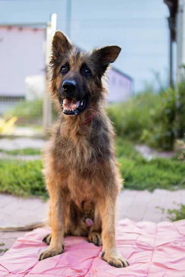 Znaleziono psa, Sosnowiec, 18 czerwca 2025 (3/5)