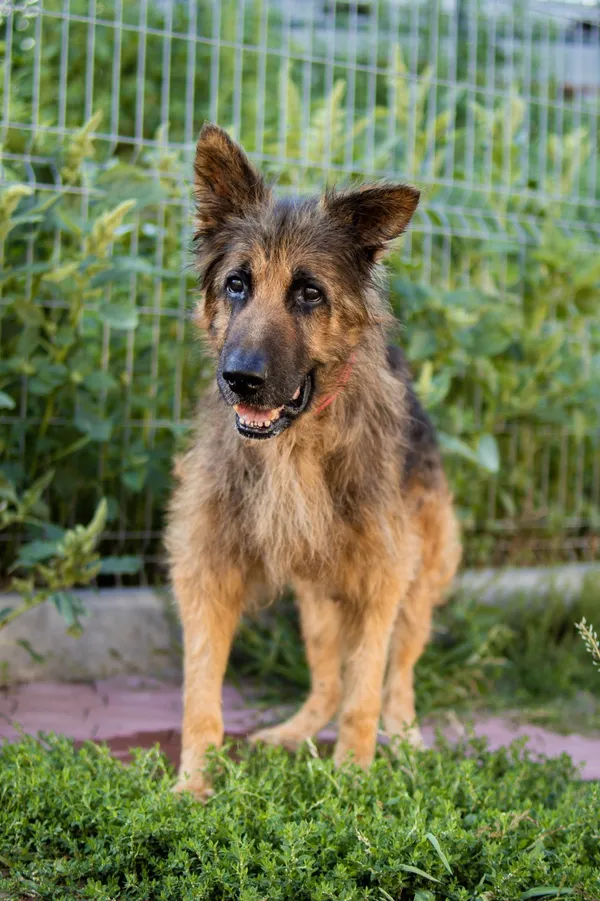 Znaleziono psa, Sosnowiec, 18 czerwca 2025 (5/5)