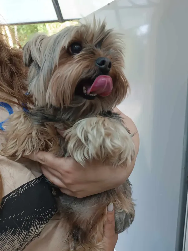 Znaleziono psa, Sosnowiec, 18 czerwca 2025