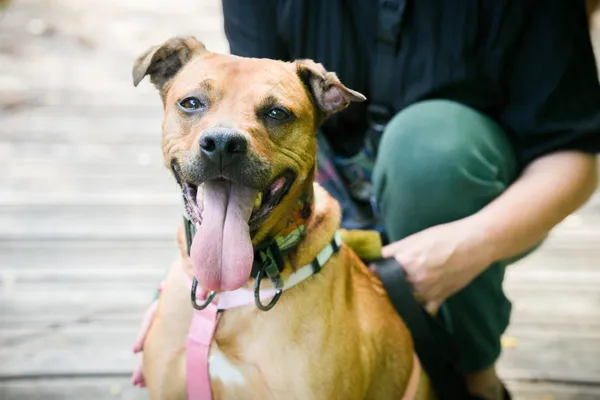 Znaleziono psa, Sosnowiec, 18 czerwca 2025 (1/5)