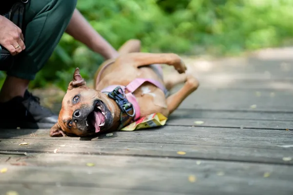 Znaleziono psa, Sosnowiec, 18 czerwca 2025 (3/5)