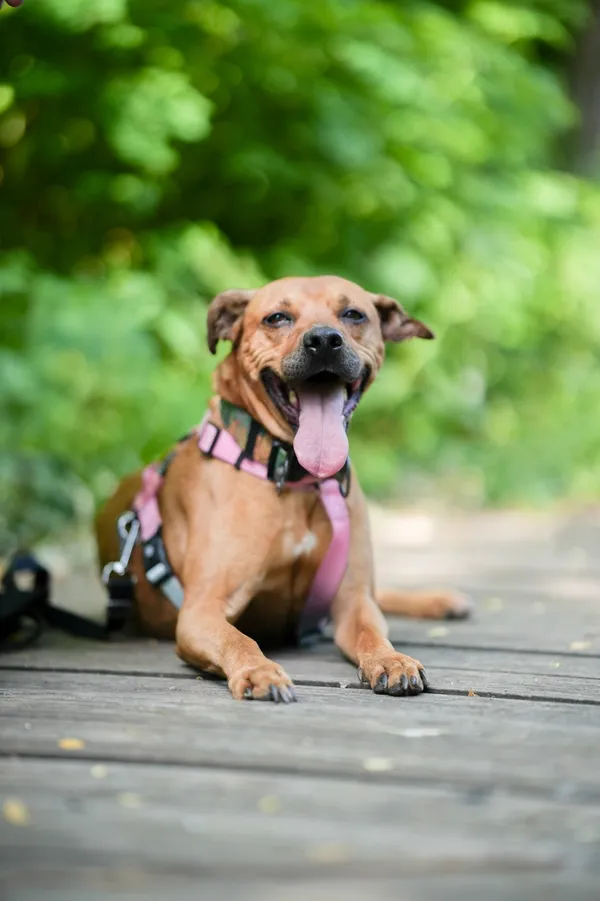 Znaleziono psa, Sosnowiec, 18 czerwca 2025 (4/5)