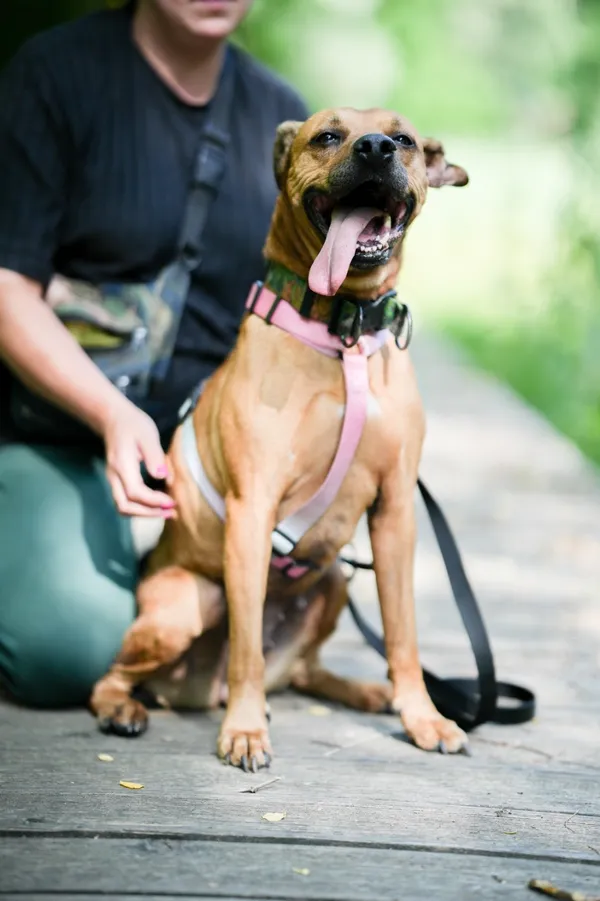 Znaleziono psa, Sosnowiec, 18 czerwca 2025 (5/5)