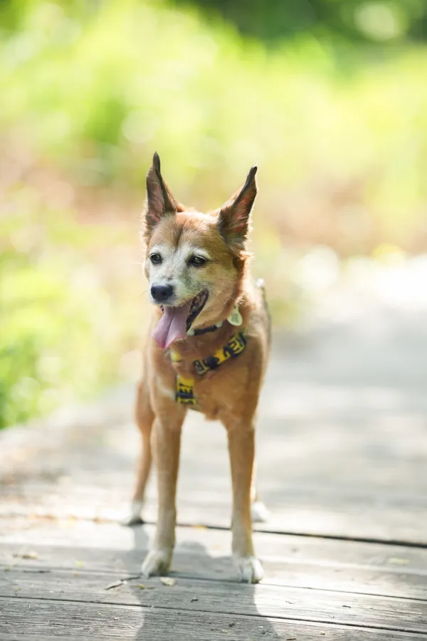 Znaleziono psa, Sosnowiec, 18 czerwca 2025 (1/5)