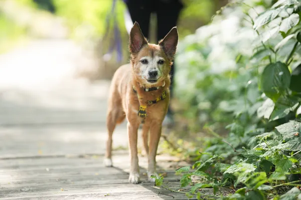 Znaleziono psa, Sosnowiec, 18 czerwca 2025 (4/5)