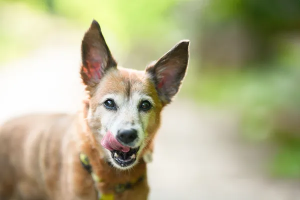 Znaleziono psa, Sosnowiec, 18 czerwca 2025 (5/5)