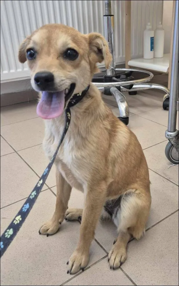 Znaleziono psa, Grudziądz, 19 czerwca 2025