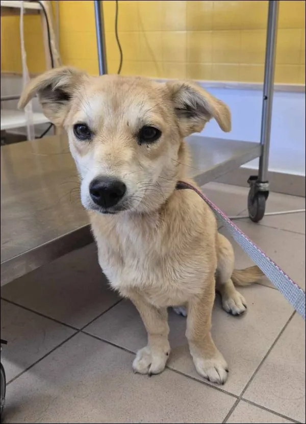 Znaleziono psa, Grudziądz, 19 czerwca 2025