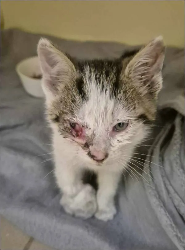 Znaleziono kota, Grudziądz, 19 czerwca 2025