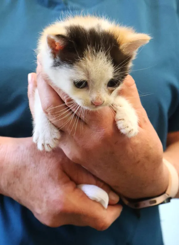 Znaleziono kota, Łódź, 19 czerwca 2025 (2/2)