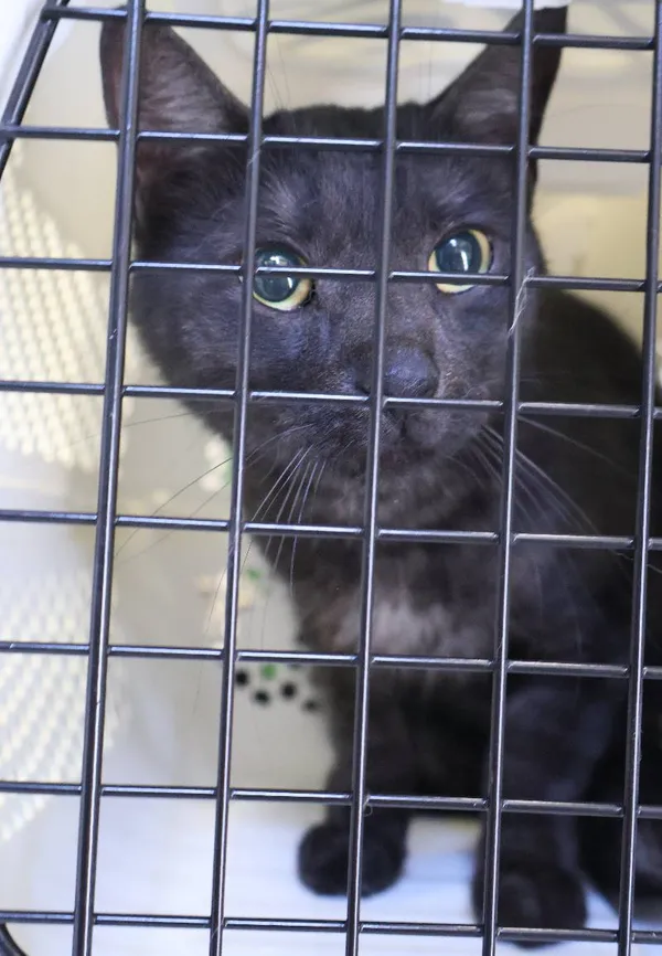 Znaleziono kota, Łódź, 19 czerwca 2025 (4/5)