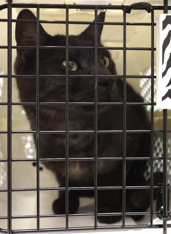 Znaleziono kota, Łódź, 19 czerwca 2025 (5/5)