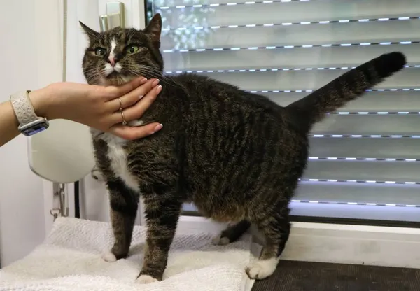 Znaleziono kota, Łódź, 19 czerwca 2025 (2/3)