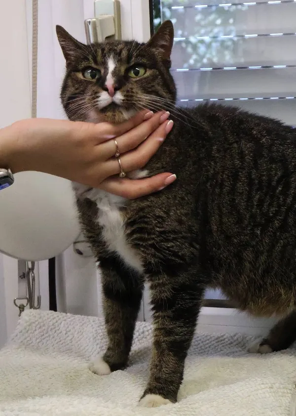 Znaleziono kota, Łódź, 19 czerwca 2025 (3/3)