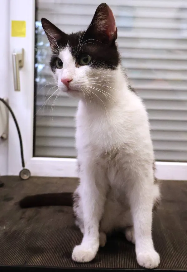 Znaleziono kota, Łódź, 19 czerwca 2025 (1/3)