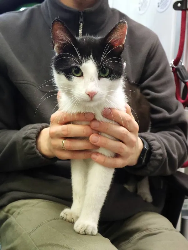 Znaleziono kota, Łódź, 19 czerwca 2025 (3/3)