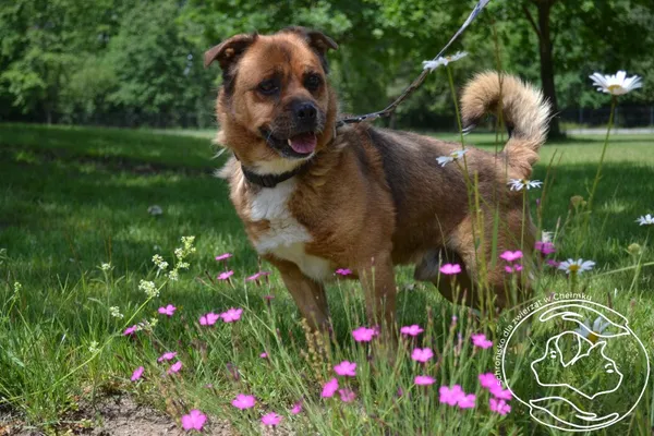 Pies do adopcji, Chełmek, 17 lutego 2025