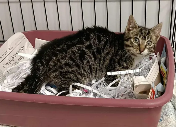 Znaleziono kota, Toruń, 18 czerwca 2025