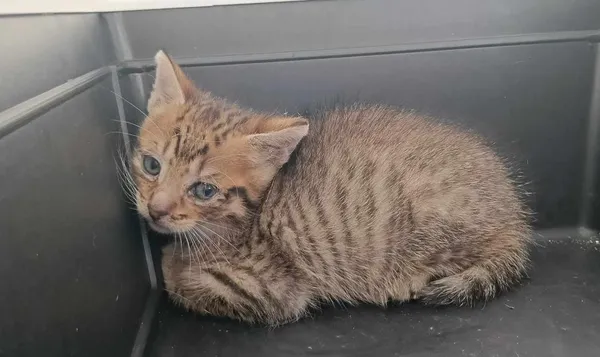 Znaleziono kota, Toruń, 18 czerwca 2025