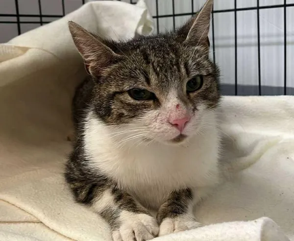 Znaleziono kota, Toruń, 18 czerwca 2025