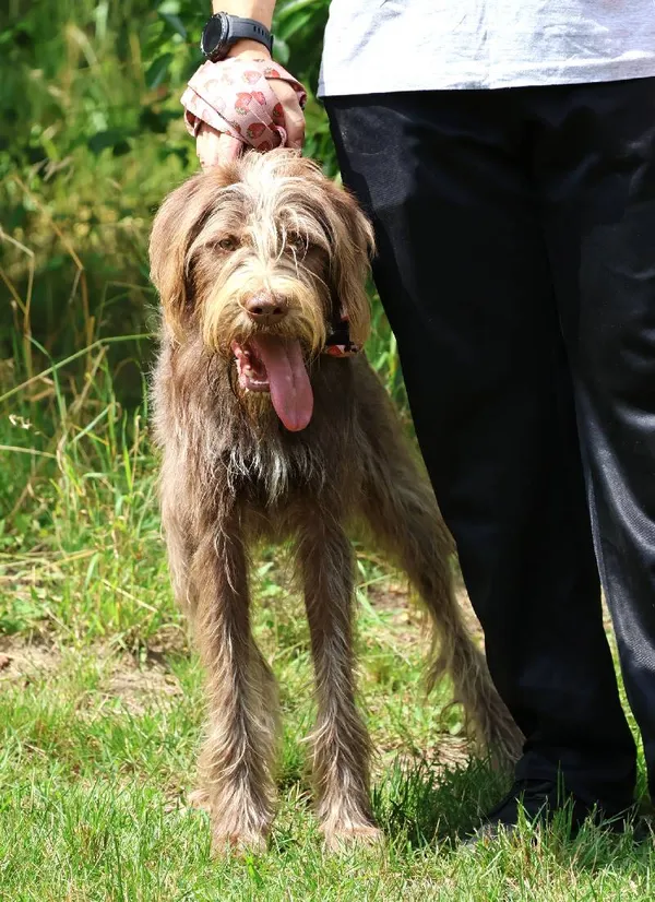 Znaleziono psa, Łódź, 20 czerwca 2025 (4/5)