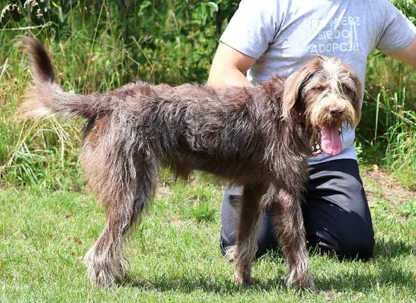 Znaleziono psa, Łódź, 20 czerwca 2025 (5/5)