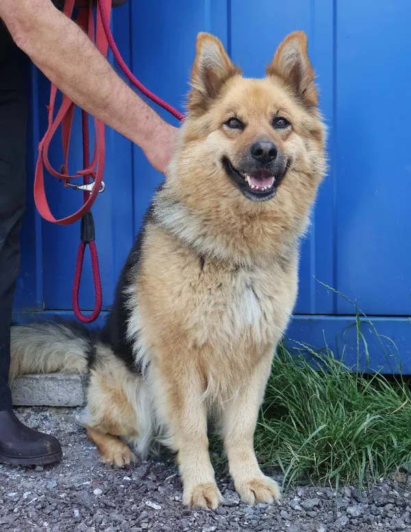 Znaleziono psa, Łódź, 20 czerwca 2025 (1/3)