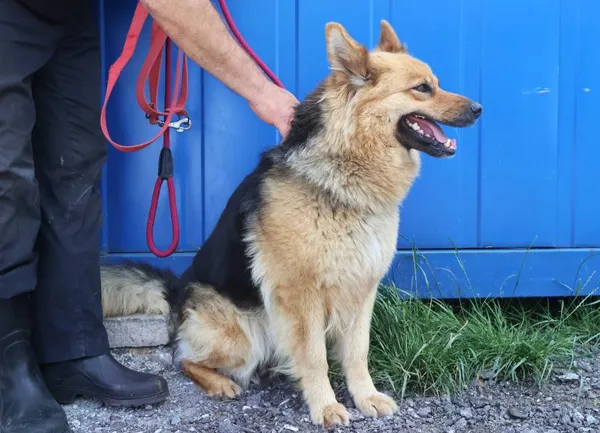 Znaleziono psa, Łódź, 20 czerwca 2025 (2/3)