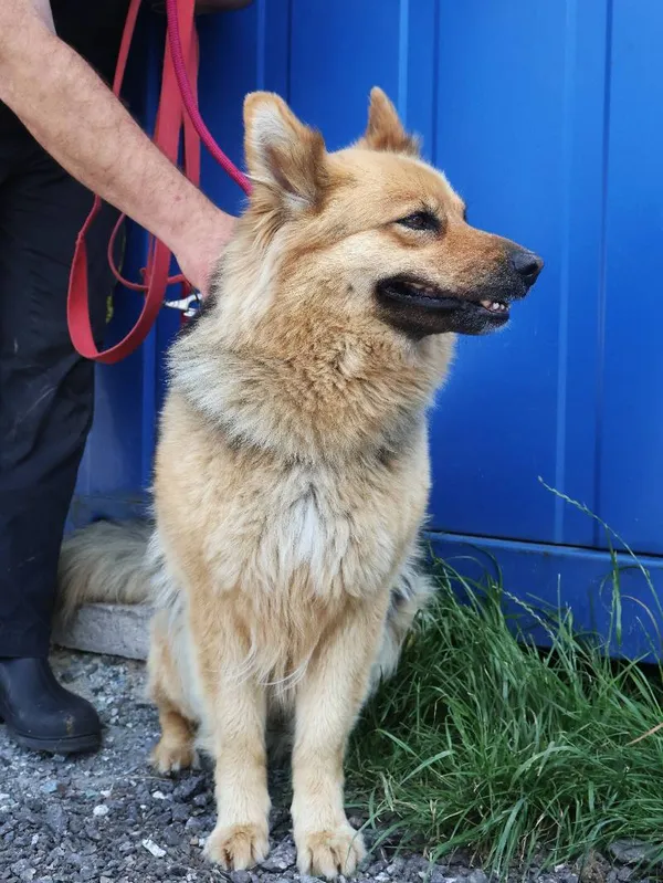 Znaleziono psa, Łódź, 20 czerwca 2025 (3/3)