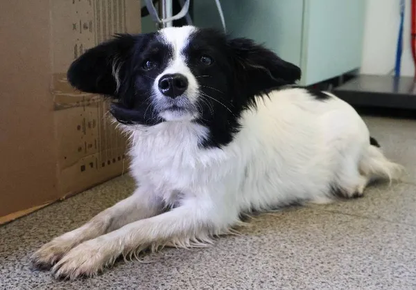 Znaleziono psa, Łódź, 19 czerwca 2025 (3/3)